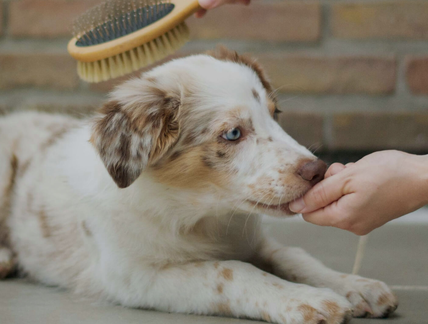 Dog care (coming soon)