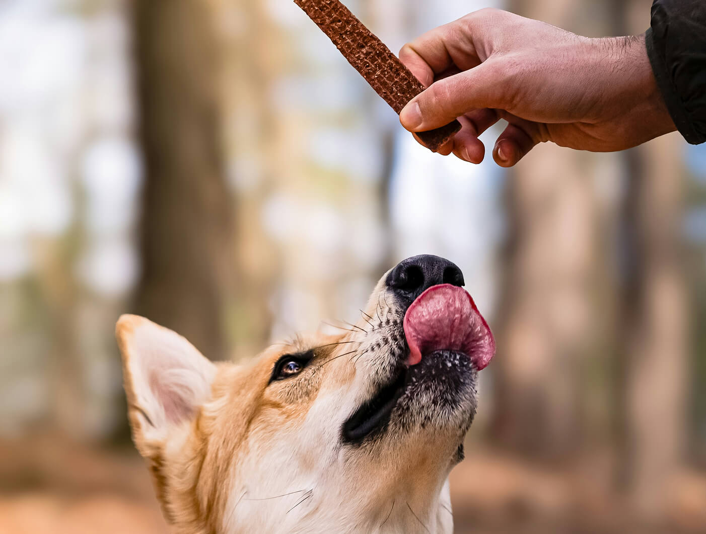 Dog Treats
