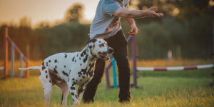 Best dog training treats