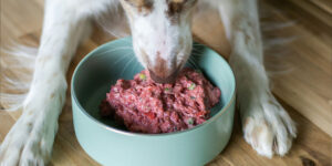 Is Ostrich Good for Dogs