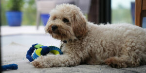 maltipoo nutrition, Maltipoo dog on the floor in South Africa