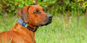 Rhodesian Ridgeback dog sitting outdoors, South Africa