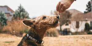 How to read a dog treat label