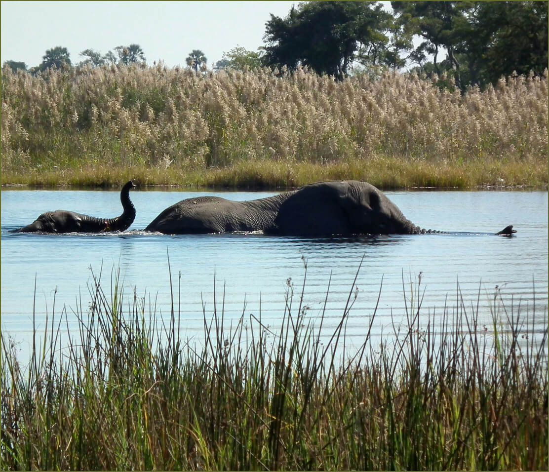 Okavango Overflow