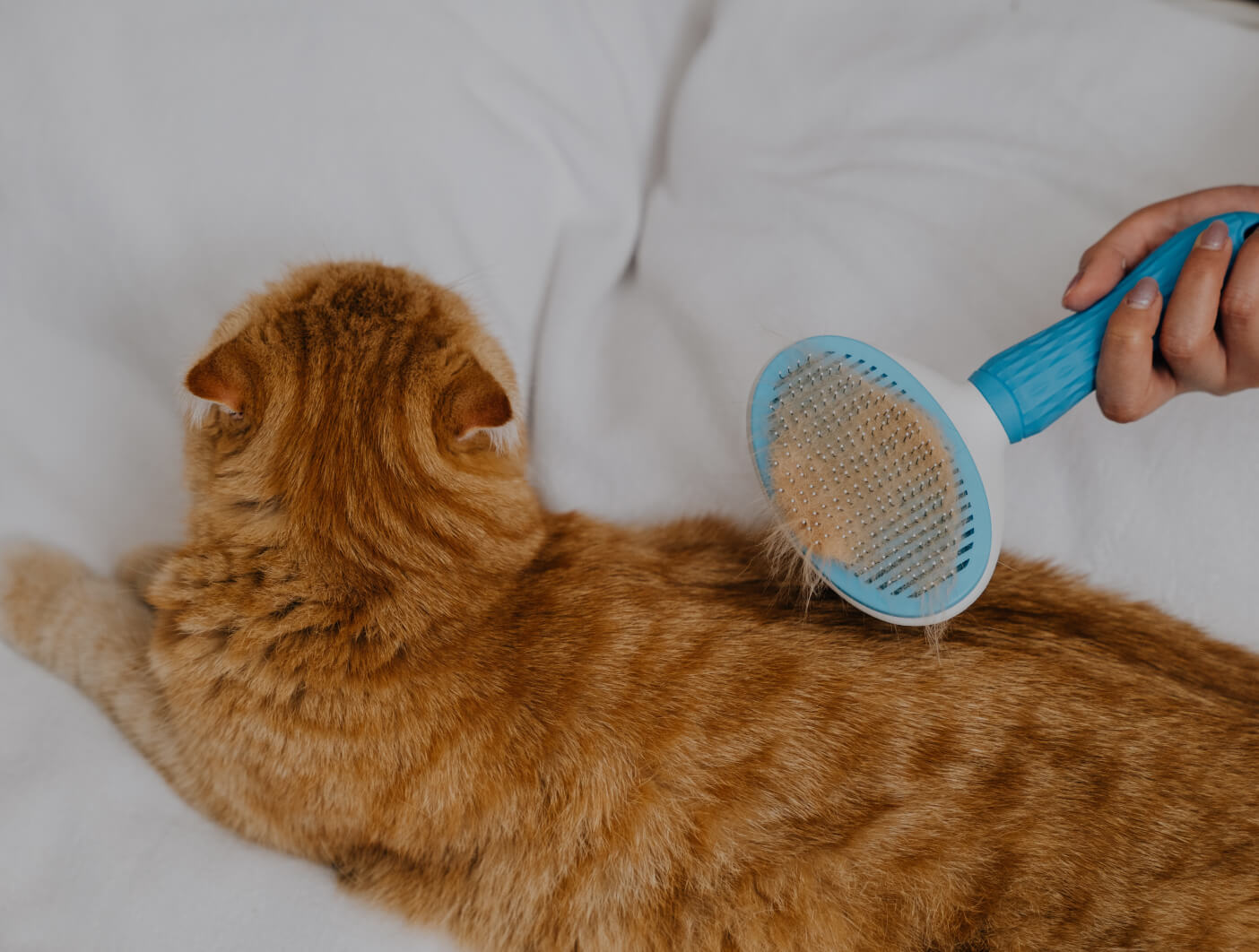 cat care (coming soon)