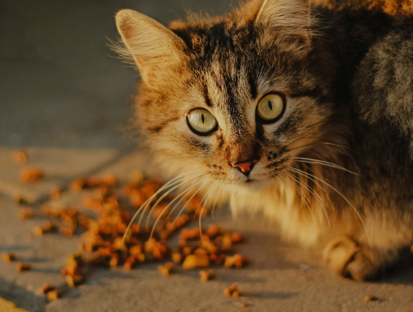 Cat food (coming soon)