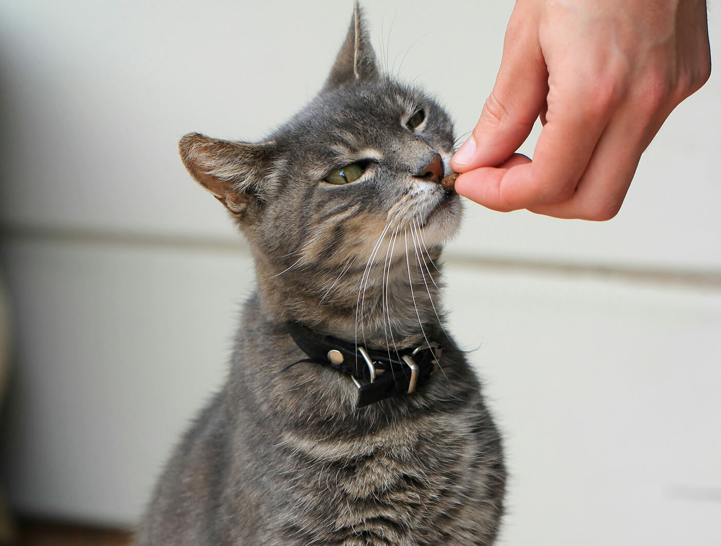cat Treats (coming soon)