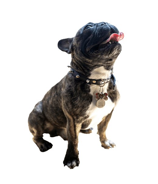 Ideal for sensitive dogs