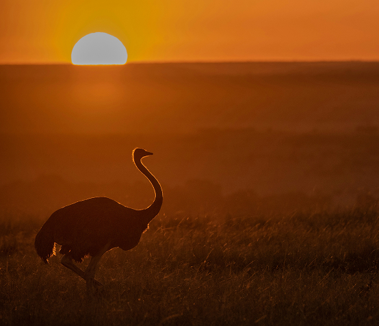 The Kalahari